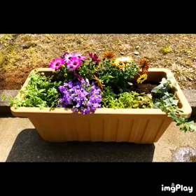 DAY50  寄せ植え記録の画像