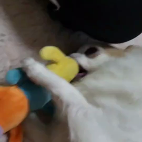 チワワがかじりまくるオモチャの画像