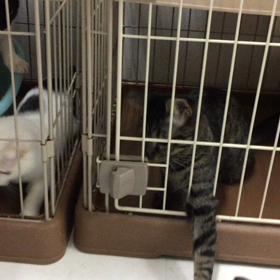 キレッキレの動き！の画像