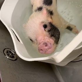マイクロブタさんの意外なお風呂の画像
