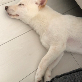 走り回ってる夢？の画像