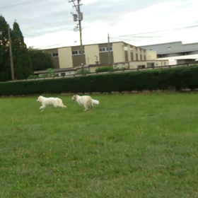 ナイター☆ドッグランの画像