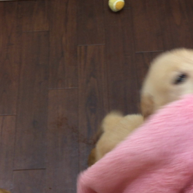 ゴールデンレトリバーの画像