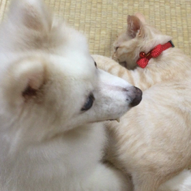 全員猫って思ってますか？の画像