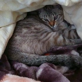 しっぽで不満表明の画像