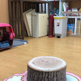 ラクショーだったか。の画像