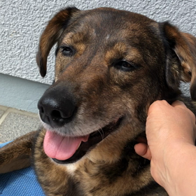 今日はよい子の日の画像