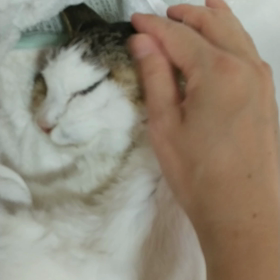 やすらか(動画ですので)の画像