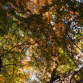 紅葉きらきらの画像