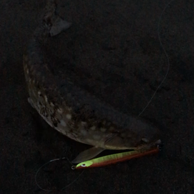 今季初雨鱒動画。の画像