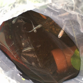 新メンバーを観に来るみんなの画像