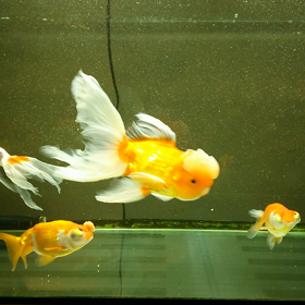 もうちょっと待っててね。の画像