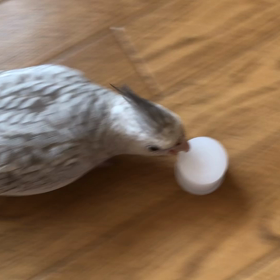 ピー君カーリングの画像