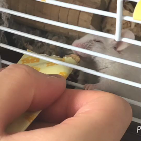 ハツカネズミのグミちゃんの画像