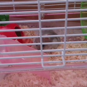 ポーの入りかたの画像