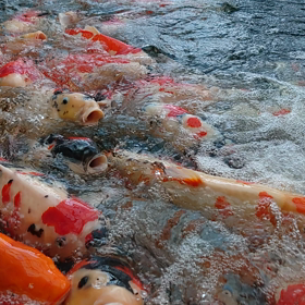 絶好調だけど、、、の画像