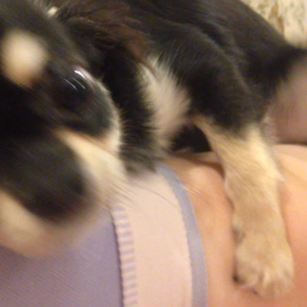 麦ちゃんの運動の画像