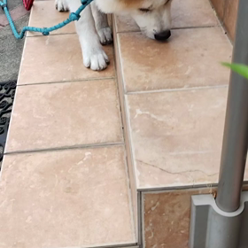 一向に前へ進まない朝散歩でした。の画像