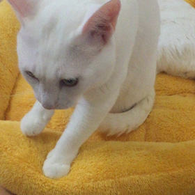 入眠儀式の画像