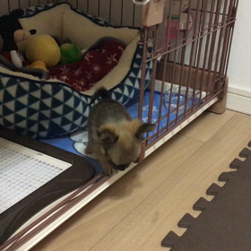 自らゲージの外に出た記念日の画像