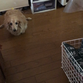 サクラが回復？の画像