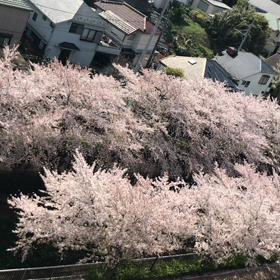 さくら横丁の画像