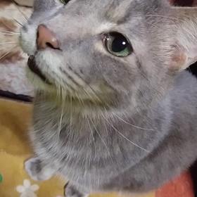 和みねこ トムの画像