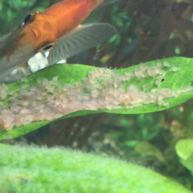 エンゼル赤ちゃん3日目と4日目の画像