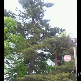 オカリナのある風景「淺野神社の春祭り」(５.12最終日)の画像