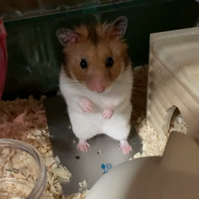 元気の素の画像