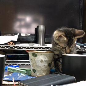 珈琲の匂いは嫌いだから埋めてしまおうの画像