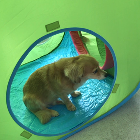 ♪年末年始のプレイルーム動画♪⑤の画像