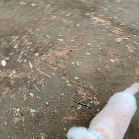 4月24日9わんこと1時間遠足  代々木公園の画像