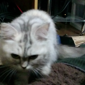 癒して！の画像