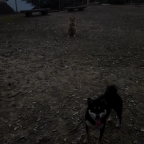 本日のお散歩(^ー^)の画像