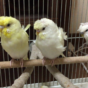 羽衣セキセイインコの画像