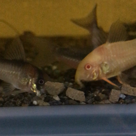 レスポンスの画像