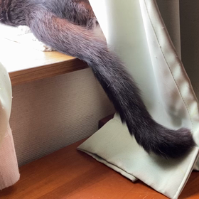 機嫌の良いネコ。の画像