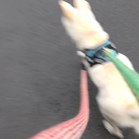 今日のシロくんの画像