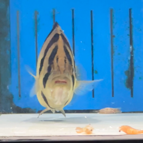 販売魚シャムタイガー 仕上がってます！！の画像