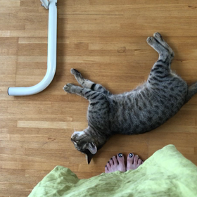 ぶんちゃん、上手におはようが言えました❣️の画像