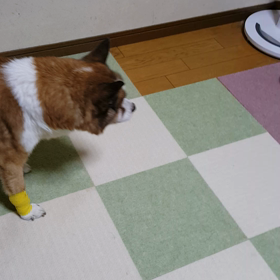 やっぱり大河は見守り隊の隊長です！の画像