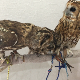 ふくろうのいる森カフェオープン二日目にお邪魔しました。の画像