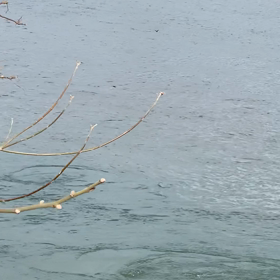 「うぐいすさ〜ん」呼びかけてみた。の画像