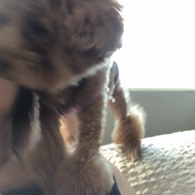 ごはんねだるの画像