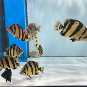 宝石！シャムタイガー群泳！の画像