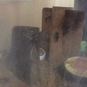 鈴虫鳴いた！の画像