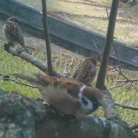 すぎぴたんの事件簿シーズン２　３３話の画像