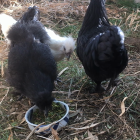 ふりかえりの画像