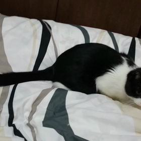 ありゃま。の画像